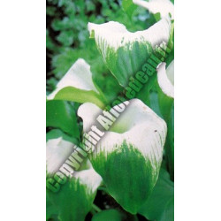 Zantedechia aethiopica 'Green Godess'