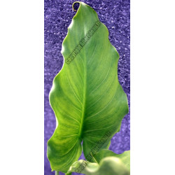 Zantedechia aethiopica 'Green Godess'