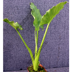 Zantedechia aethiopica 'Green Godess'