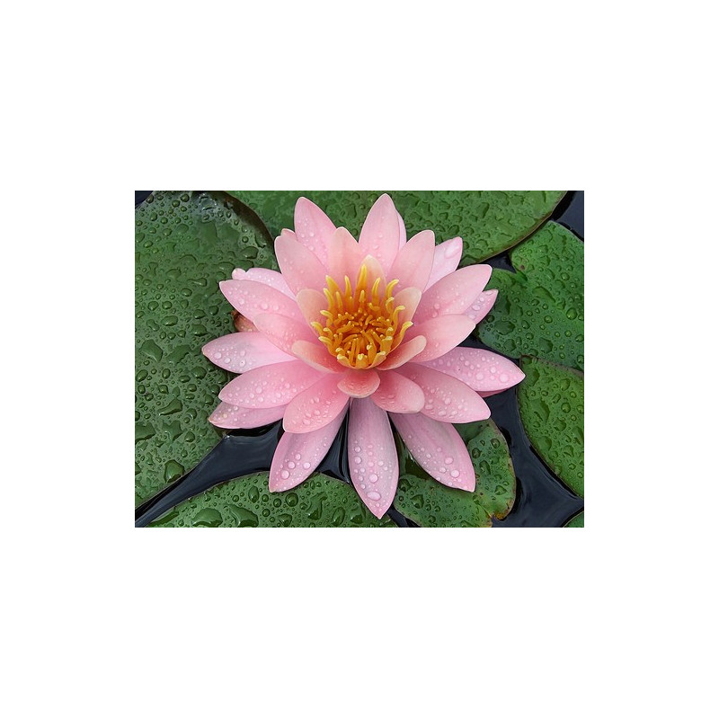 Nymphaea 'Pink Opal'