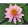 Nymphaea 'Pink Opal'