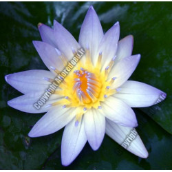 Nymphaea 'Tropical Bleu'