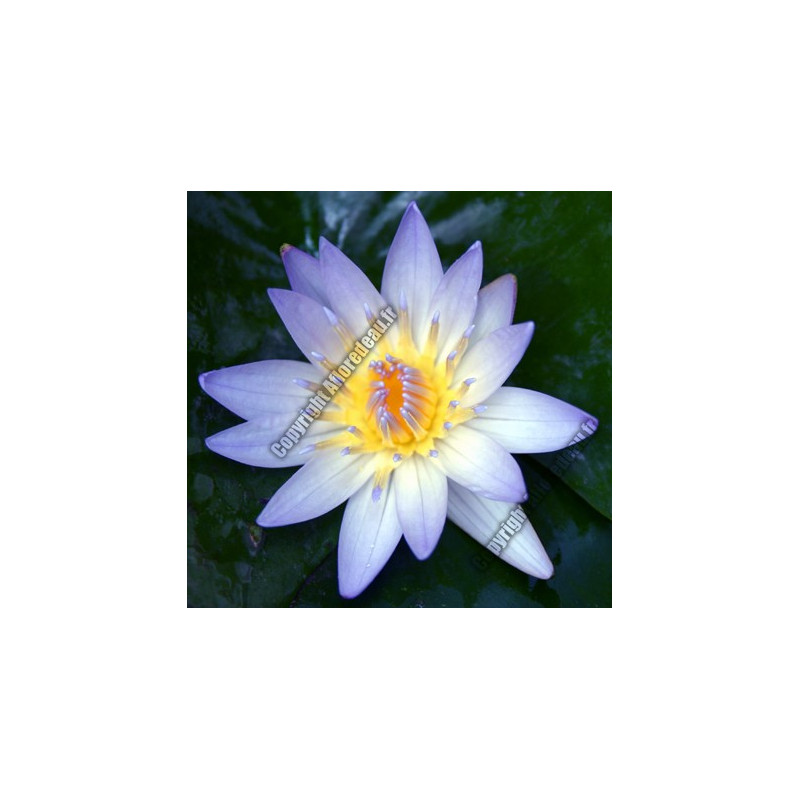 Nymphaea 'Tropical Bleu'
