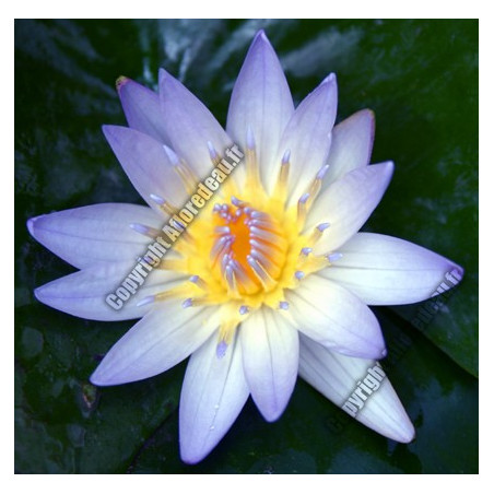 Nymphaea 'Tropical Bleu'