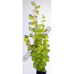 Lysimachia nummularia 'Aurea' (Yellow)