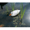 Canard flottant blanc 
