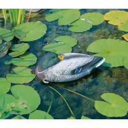 Canard flottant dormant 