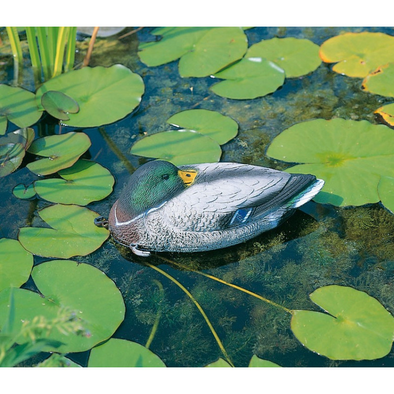 Canard flottant dormant 