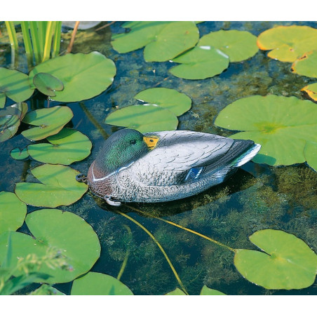 Canard flottant dormant 