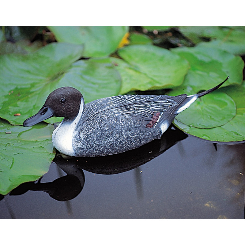 Canard pilet flottant mâle 