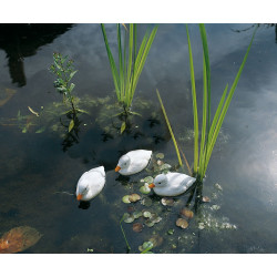 Caneton flottant blanc