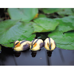 Caneton flottant jaune 