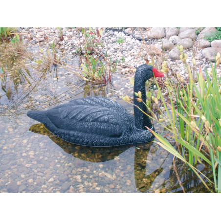 Cygne flottant noir 