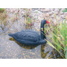 Cygne flottant noir 