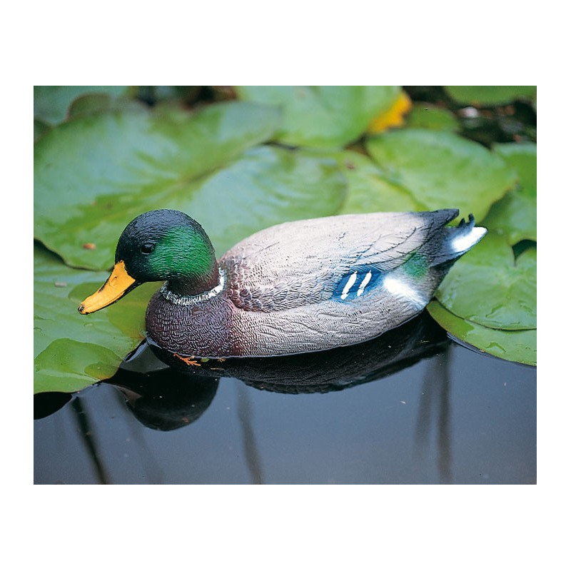 Colvert flottant mâle