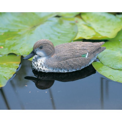 Sarcelle flottante  femelle 