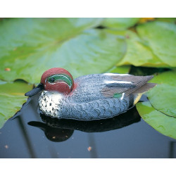 Sarcelle flottante mâle