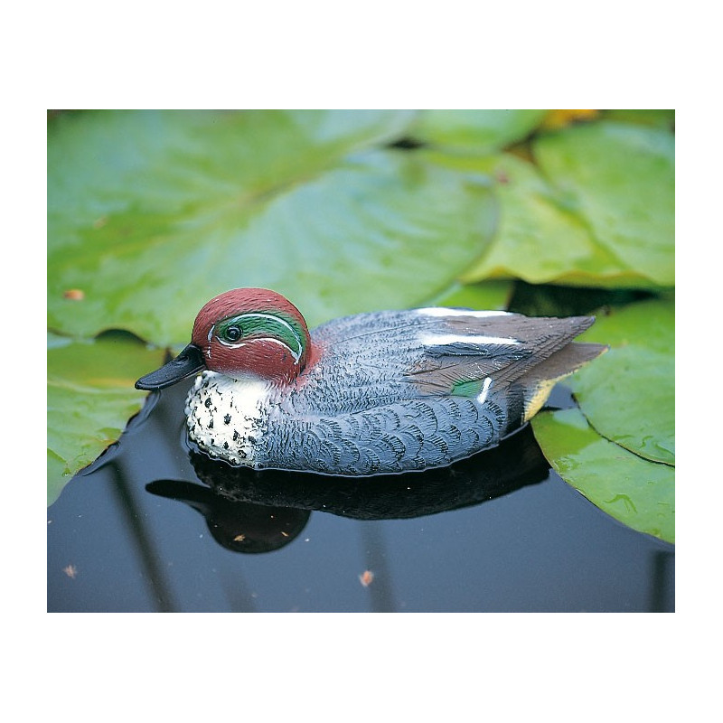 Sarcelle flottante mâle