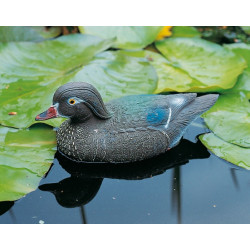 Carolina flottant femelle 