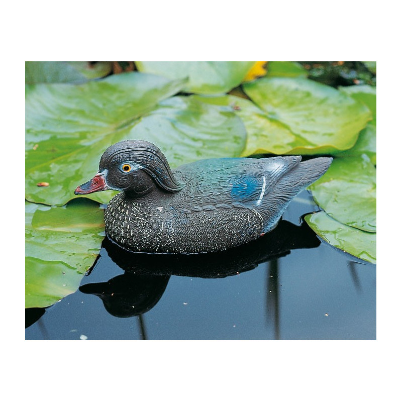 Carolina flottant femelle 