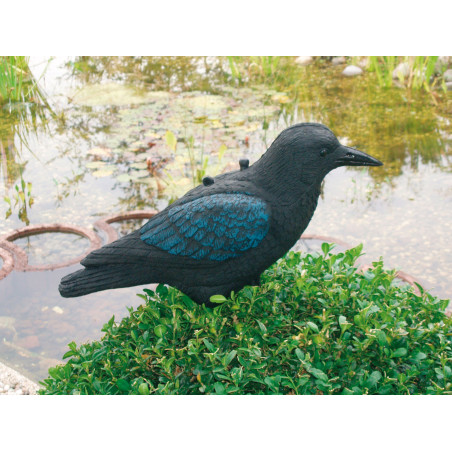 Corneille à l'affut