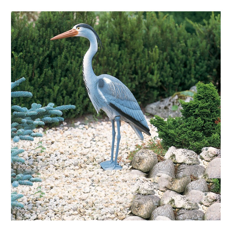 Heron cendré debout