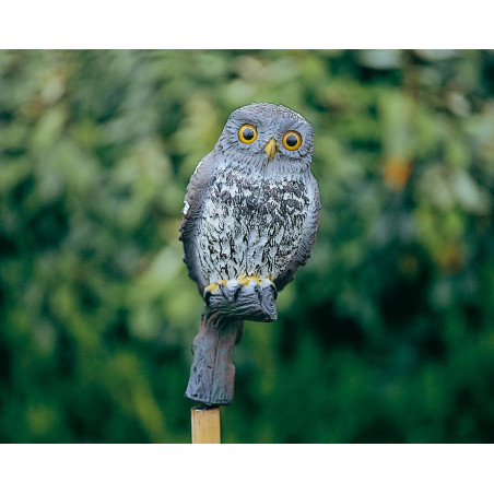 La Petite Chouette 24 cm 