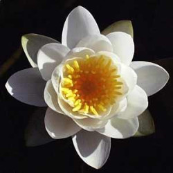 Nymphaea 'Virginalis'