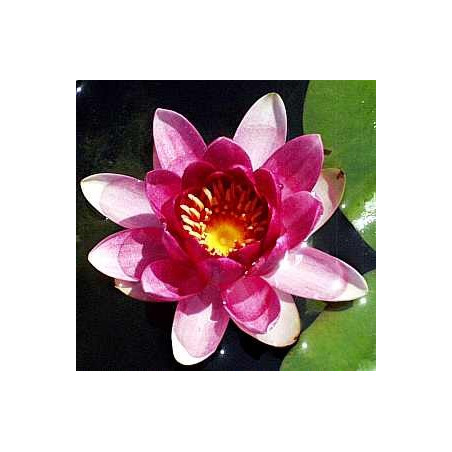 Nymphaea 'Charles De Meurville'