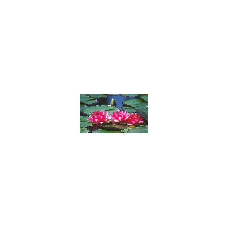 Nymphaea 'Conqueror'