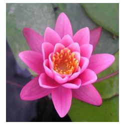 Nymphaea 'Yuh Ling' (nain)