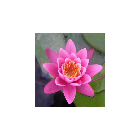 Nymphaea 'Yuh Ling' (nain)