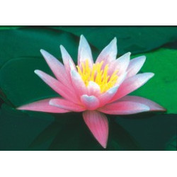 Nymphaea 'Pink Sensation'