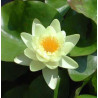 Nymphaea 'Walter Pagels' (nain)