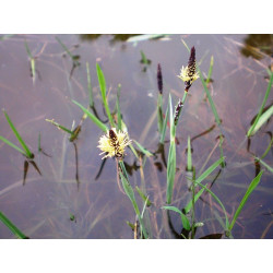 Carex panicea