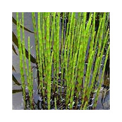 Equisetum japonicum