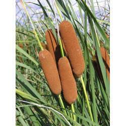Typha laxmanii