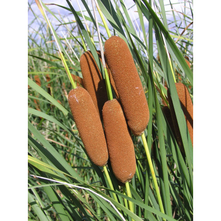 Typha laxmanii