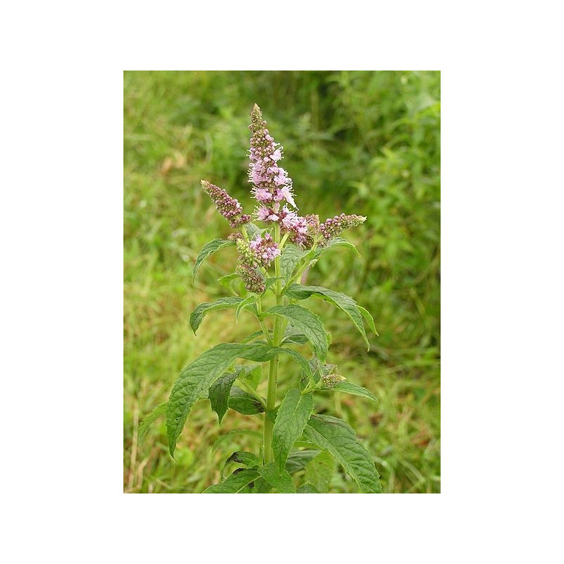 Mentha longifolia