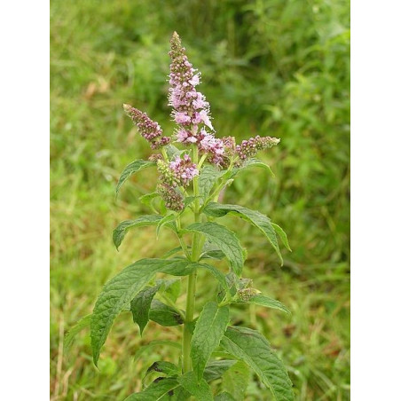 Mentha longifolia