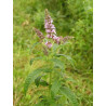 Mentha longifolia