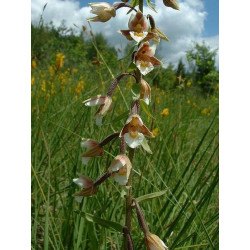 Epipactis palustris