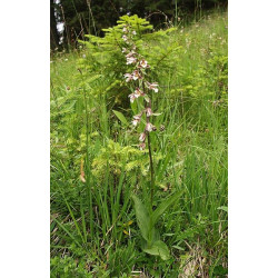 Epipactis palustris