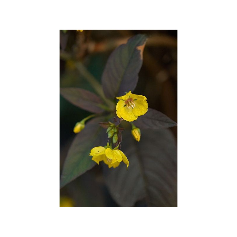Lysimachia ciliata firecracker