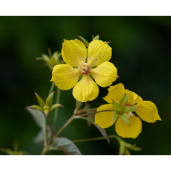 Lysimachia ciliata firecracker