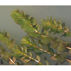 Potamogeton perfoliatus