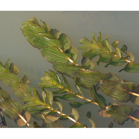 Potamogeton perfoliatus