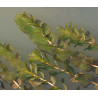 Potamogeton perfoliatus