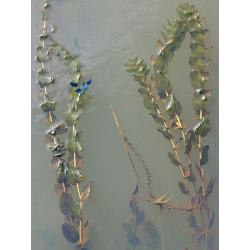 Potamogeton perfoliatus