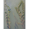 Potamogeton perfoliatus